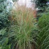 MISCANTHUS GEORGE (miskant)