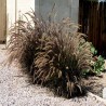 Pennisetum Rubrum(rozplenica)