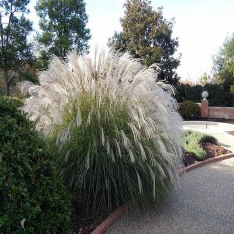 MISCANTHUS VANILLY SKY