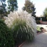 MISCANTHUS VANILLY SKY ( vaniliowe niebo)