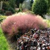 ERAGROSTIS SPECTABILIS (miłka okazała)