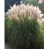MISCANTHUS GRAZIELLA(miskant)