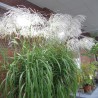 MISCANTHUS MEMORY (miskant)