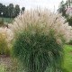 MISCANTHUS HERMEN MUSSEL
