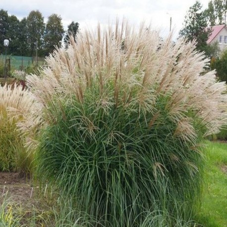 MISCANTHUS HERMEN MUSSEL