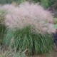 MISCANTHUS HERMEN MUSSEL