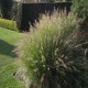 PENNISETUM CASSIAN