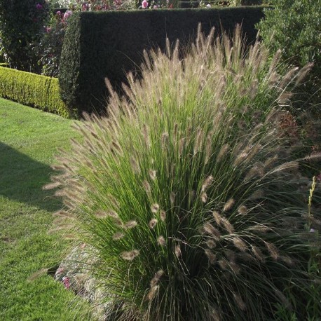 PENNISETUM CASSIAN