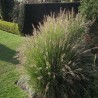 PENNISETUM CASSIAN (rozplenica)