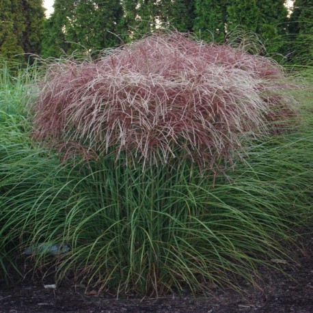 MISCANTHUS HURON SUNRISE