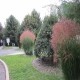 MISCANTHUS HURON SUNRISE