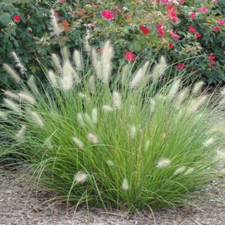 PENNISETUM LITTLE BUNNY (mały króliczek)