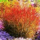 PANICUM SANGRIA (proso)