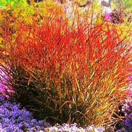 PANICUM SANGRIA (proso)