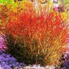 PANICUM SANGRIA (proso)