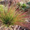 FESTUCA WALBERLA  ( kostrzewa )
