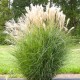 MISCANTHUS GNOME