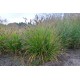 PENNISETUM MEDIUM BOY