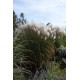 MISCANTHUS BALLERINA