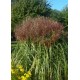 MISCANTHUS ZIBRO