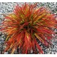 HAKONECHLOA BENI KAZE