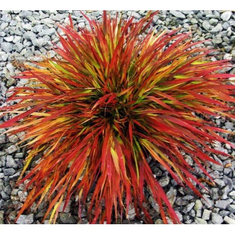 HAKONECHLOA BENI KAZE