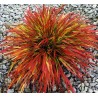 Hakonechloa macra Beni Kaze
