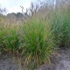 PENNISETUM MEDIUM BOY