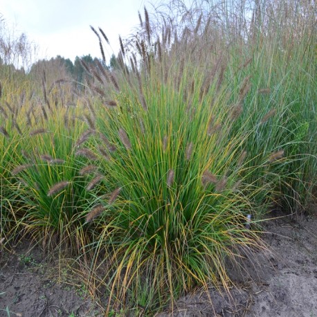PENNISETUM MEDIUM BOY