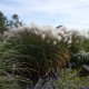 MISCANTHUS BALLERINA