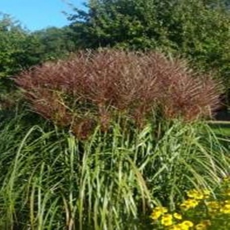 MISCANTHUS ZIBRO