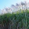 Miscanthus Nishidake