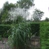 Miscanthus Rosi