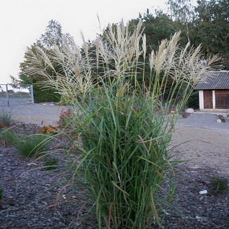 MISCANTHUS GOLDGLANZ