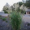 MISCANTHUS GOLDGLANZ