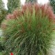 MISCANTHUS NEW HYBRID