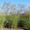 MISCANTHUS ELEGANCE