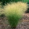 STIPA CAPILLATA( ostnica włosowata)