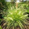 Pennisetum Hameln Gold (rozplenica złota)