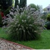 Pennisetum Lady U
