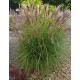 MISKANTHUS YAKUSHIMA DWARF