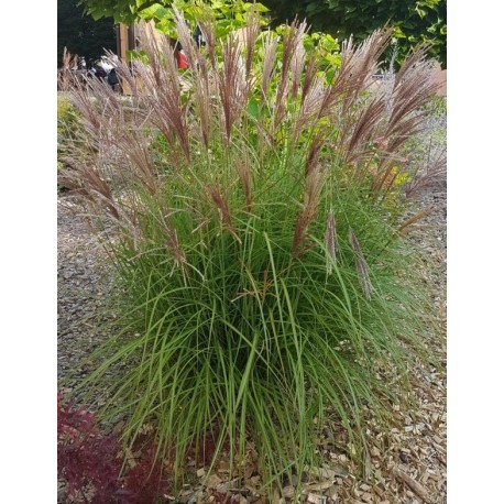 MISKANTHUS YAKUSHIMA DWARF
