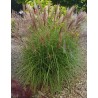 Miscanthus Yakushima Dwarf