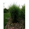 Miscanthus Zebrinus