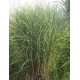 MISCANTHUS MYSTERIOUS MAIDEN
