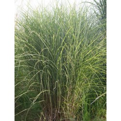 MISCANTHUS MYSTERIOUS MAIDEN