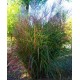 MISCANTHUS BEAUTY QUEEN