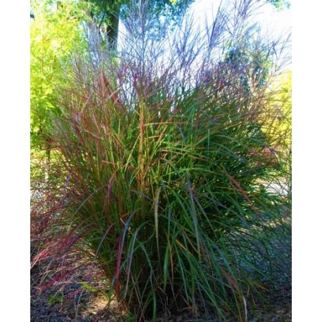 MISCANTHUS BEAUTY QUEEN