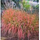 MISCANTHUS SAMURAI