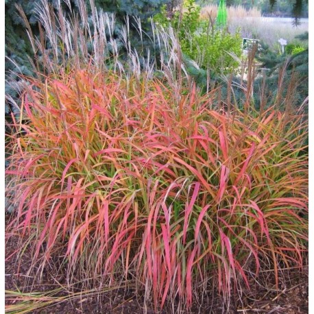 MISCANTHUS SAMURAI